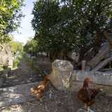 Sulla parte destra del piazzale si trova invece un giardino murato adibito ad agrumeto dove, tra arance, limoni e mandarini, razzolano alcune galline